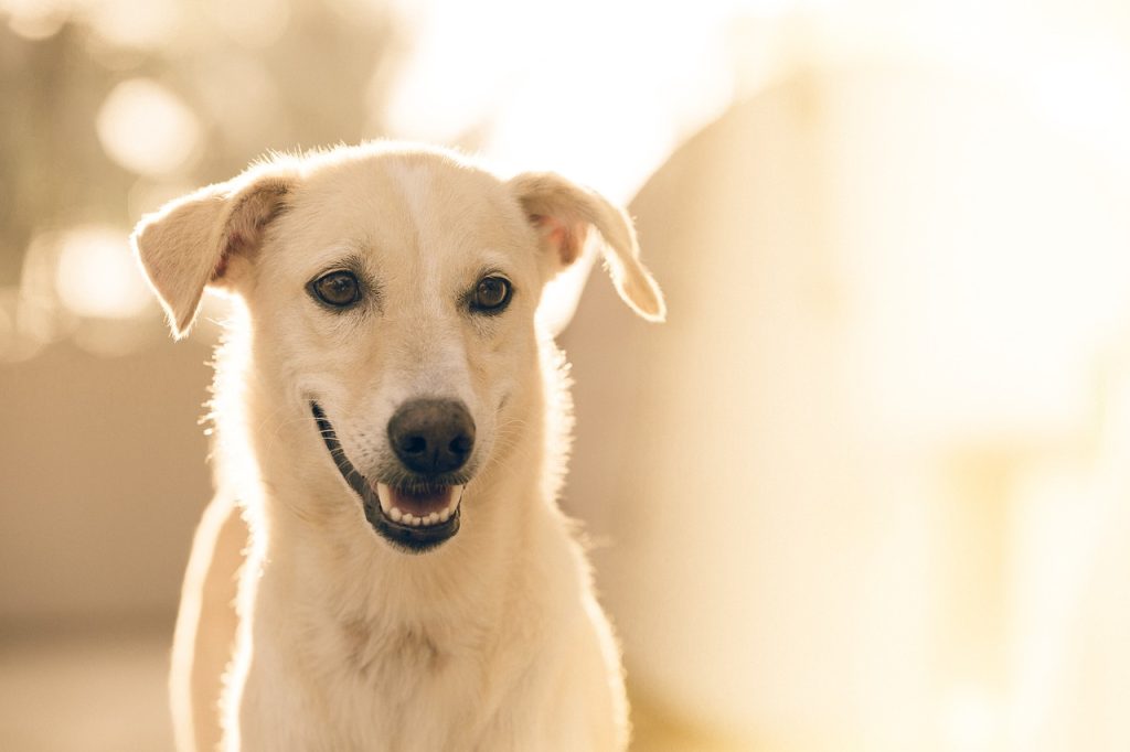 Dog Poop Pickup in Belleville Michigan